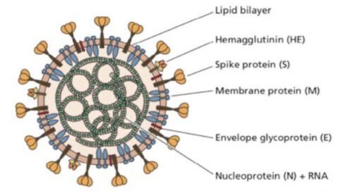 Virus de la rougeole