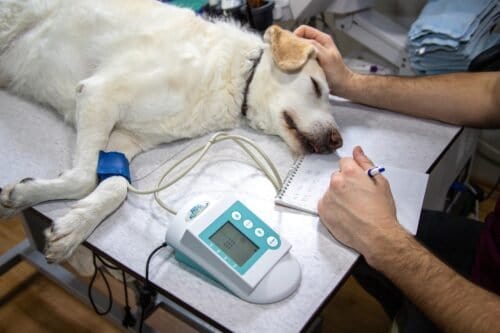 Médecine vétérinaire - médecine des animaux de compagnie
