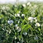 Mendel's pea theory- Medical Equipment