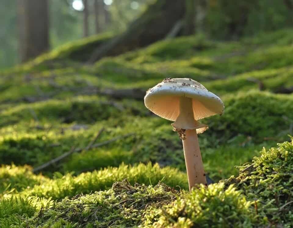 Extracción con fluidos supercríticos de hongos