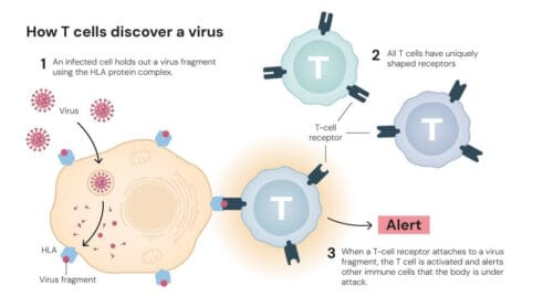 How T cells detect viruses?All T cells have special proteins on their surface called T-cell receptors. These receptors can be likened to sensors, allowing T cells to scan other cells to detect whether the body is under attack.