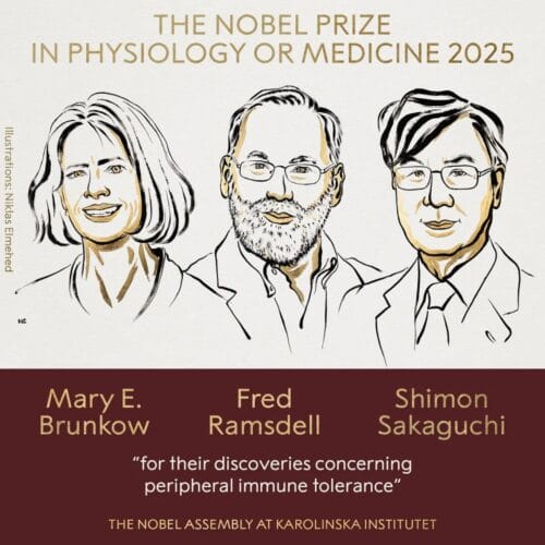 The 2025 Nobel Prize in Physiology or Medicine is awarded to Mary E. Brunkow, Fred Ramsdell, and Shimon Sakaguchi for their discoveries on peripheral immune tolerance.