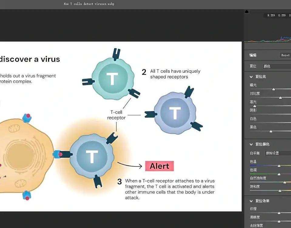 The adjustment panel of the camera raw filter in PS can be used to adjust the basic color of the picture